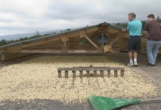 Kona Coffee Drying